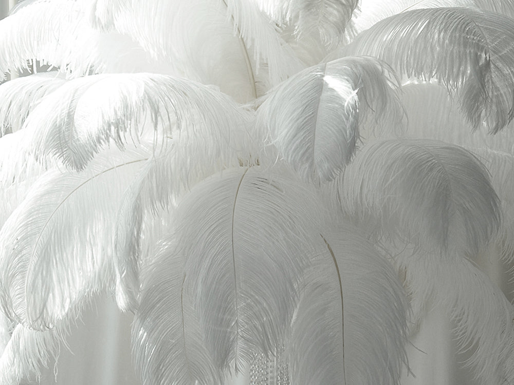 A half pound - 18-24" White Prime Grade Large Ostrich Feathers for Wedding Backdrops & Arches