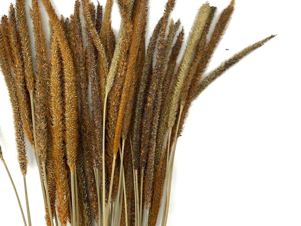 60 Pieces - 18-22" Natural Yellow Thousand Grass Reed Preserved Dried Botanical