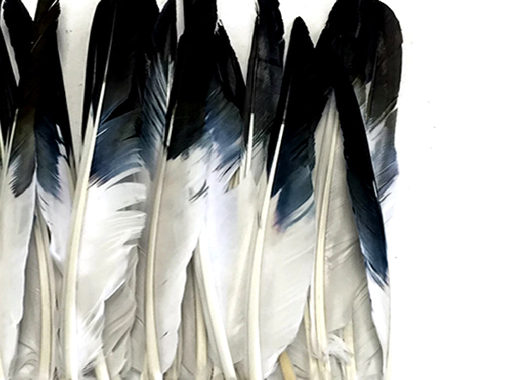 A quarter pound - Black Tipped Pointer Primary Accent Feathers for Wedding Backdrops & Arches