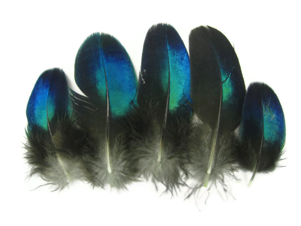 10 pieces - Blue Electric Iridescent Round Peacock Feathers for Wedding Centerpieces