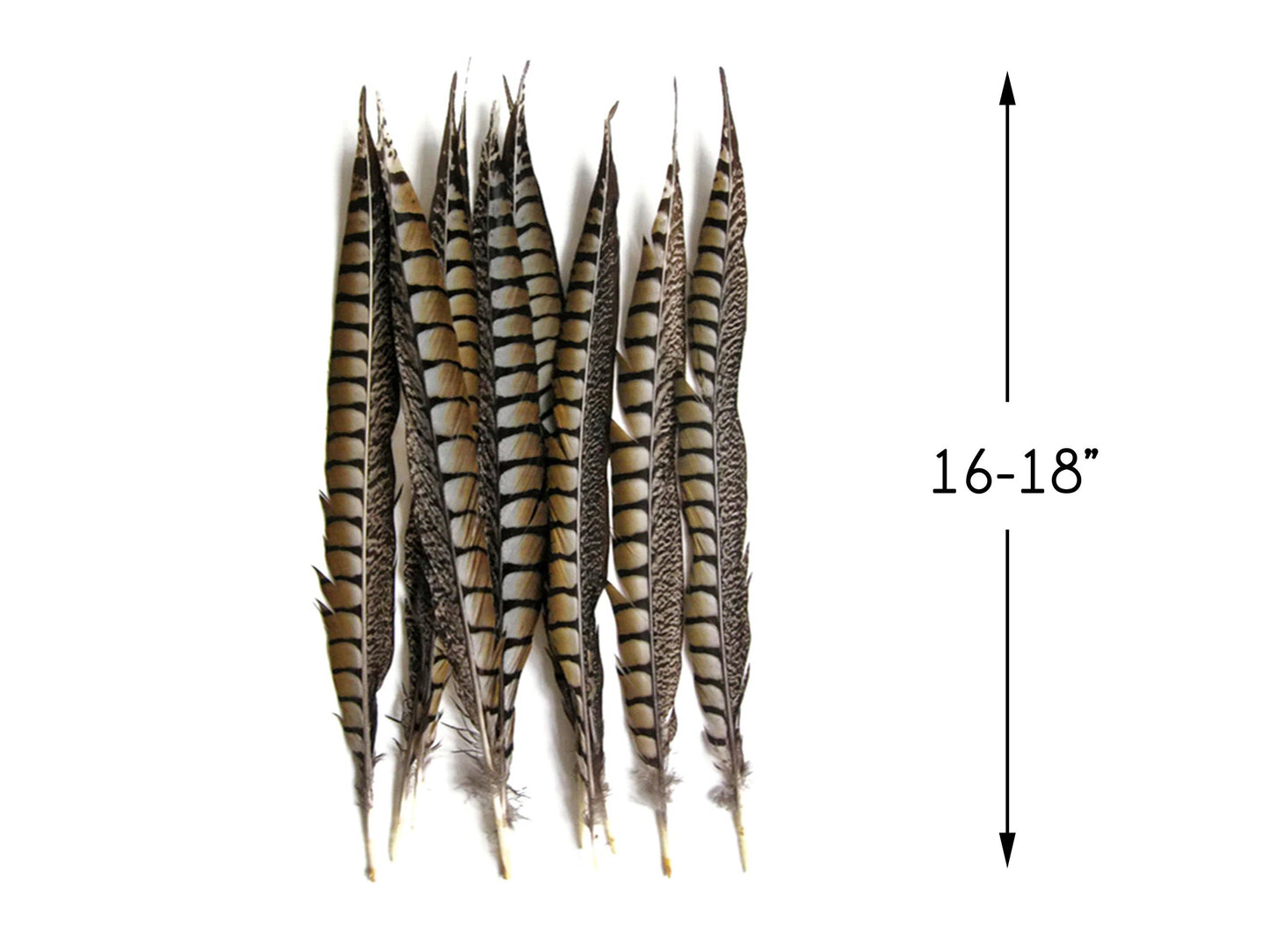 10 pieces - 16-18" Natural Lady Amherst Tail Accent Feathers for Wedding Centerpieces