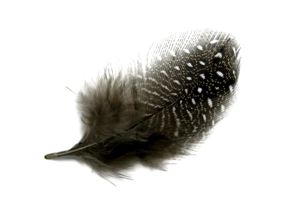 A quarter pound - Natural Black White Hen Accent Feathers for Wedding Backdrops & Arches