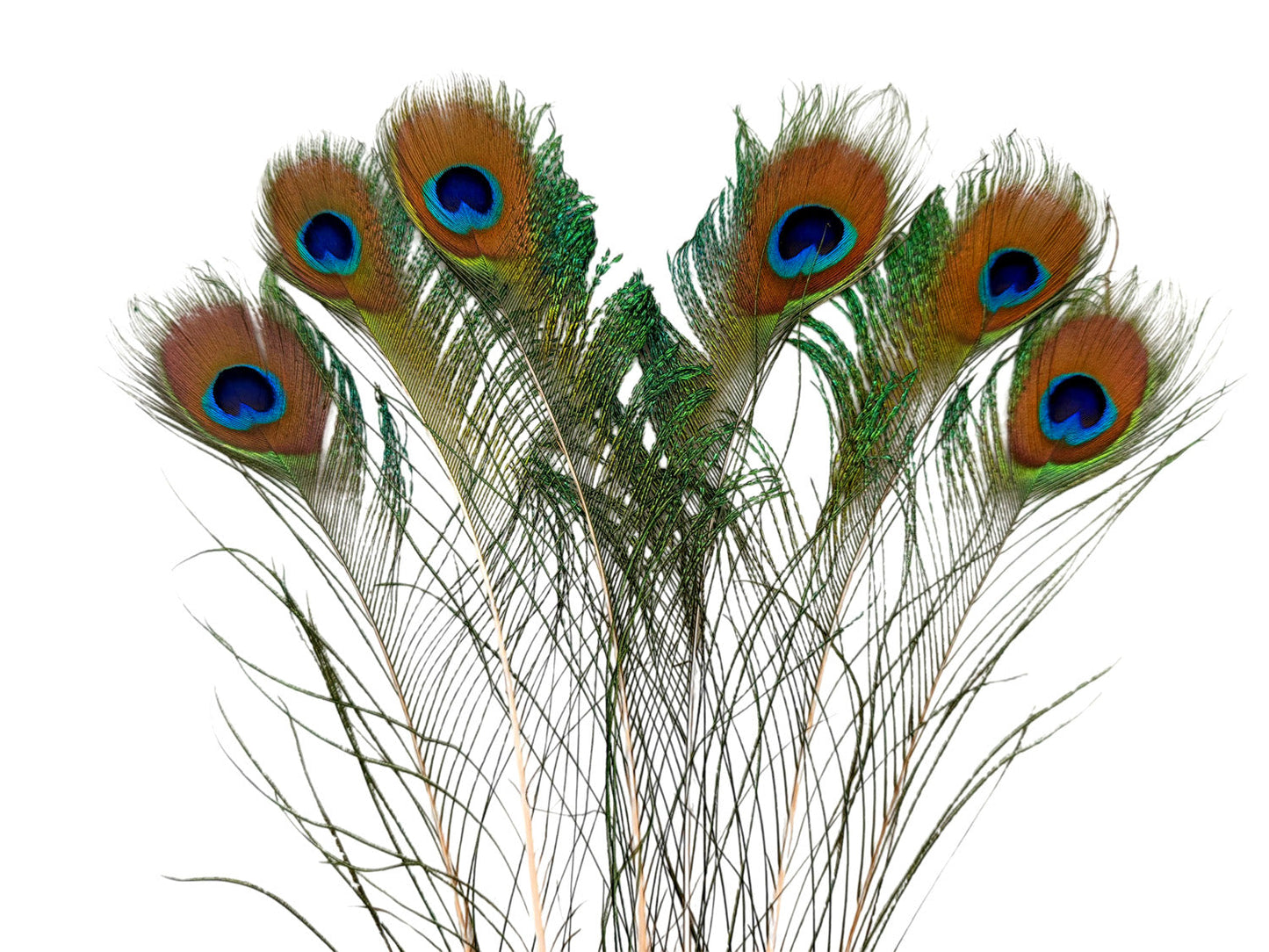 5 pieces - Natural Iridescent Green Sword Peacock Feathers for Wedding Centerpieces