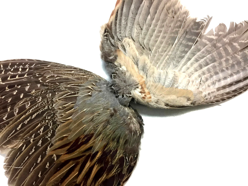 Natural Pair Ringneck Pheasant Accent Feathers for Wedding Centerpieces