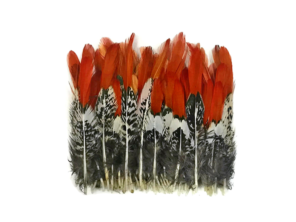 5 pieces - 2-4" Natural Mini Orange Tips Accent Feathers for Wedding Favors & Decor