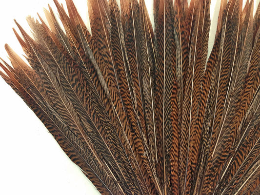 10 Pieces - 20-25" Natural Long Golden Pheasant Tail Feathers