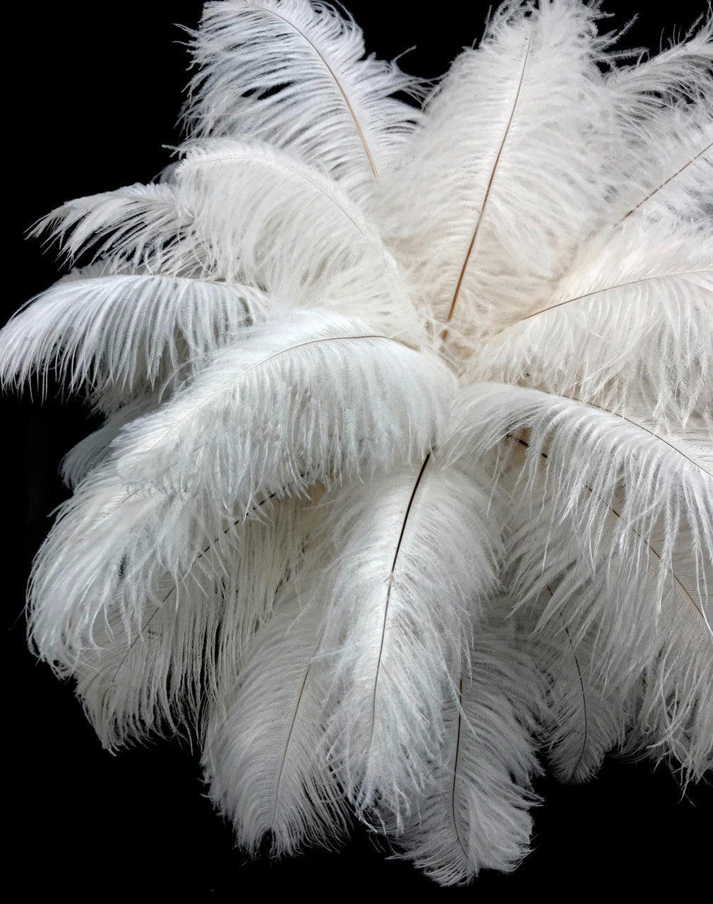 25 Pieces - 14-17" Off White Ostrich Drab Centerpiece Feathers Sets - Amazon