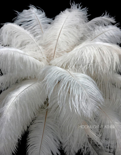 1/2 Lb. - 9-13" Off White Bleached Ostrich Body Drab Wholesale Feathers (Bulk)