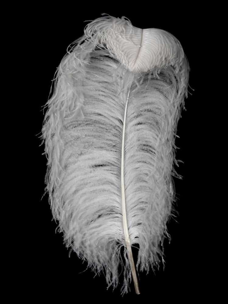 A half pound - 18-24" White Prime Grade Large Ostrich Feathers for Wedding Backdrops & Arches