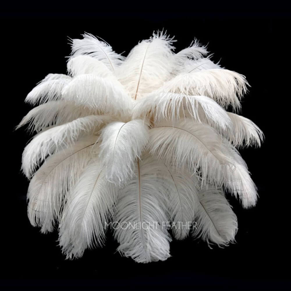 A half pound - 19-24" White Off Extra Drab Ostrich Feathers for Wedding Backdrops & Arches
