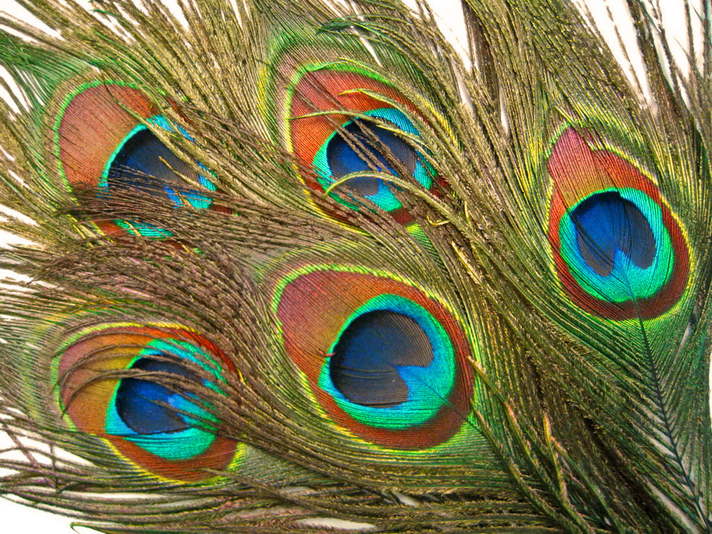 10 pieces - 30-35" Natural Green Iridescent Tail Peacock Feathers for Wedding Centerpieces
