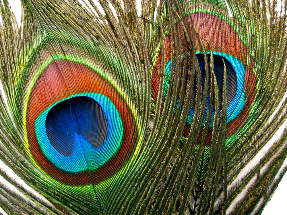 10 pieces - 30-35" Natural Green Iridescent Tail Peacock Feathers for Wedding Centerpieces