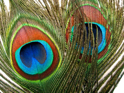 10 pieces - 30-35" Natural Green Iridescent Tail Peacock Feathers for Wedding Centerpieces