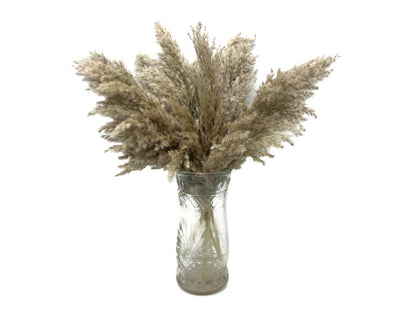 5 Pieces - 20-24" Natural Ivory Preserved Dried Plume Reed Grass