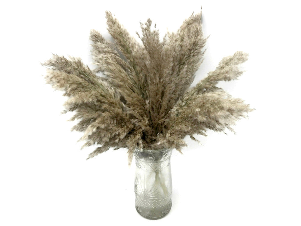 5 Pieces - 20-24" Natural Ivory Preserved Dried Plume Reed Grass