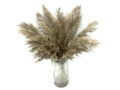 5 Pieces - 20-24" Natural Ivory Preserved Dried Plume Reed Grass