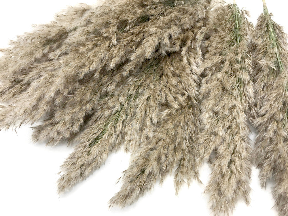 5 Pieces - 20-24" Natural Ivory Preserved Dried Plume Reed Grass