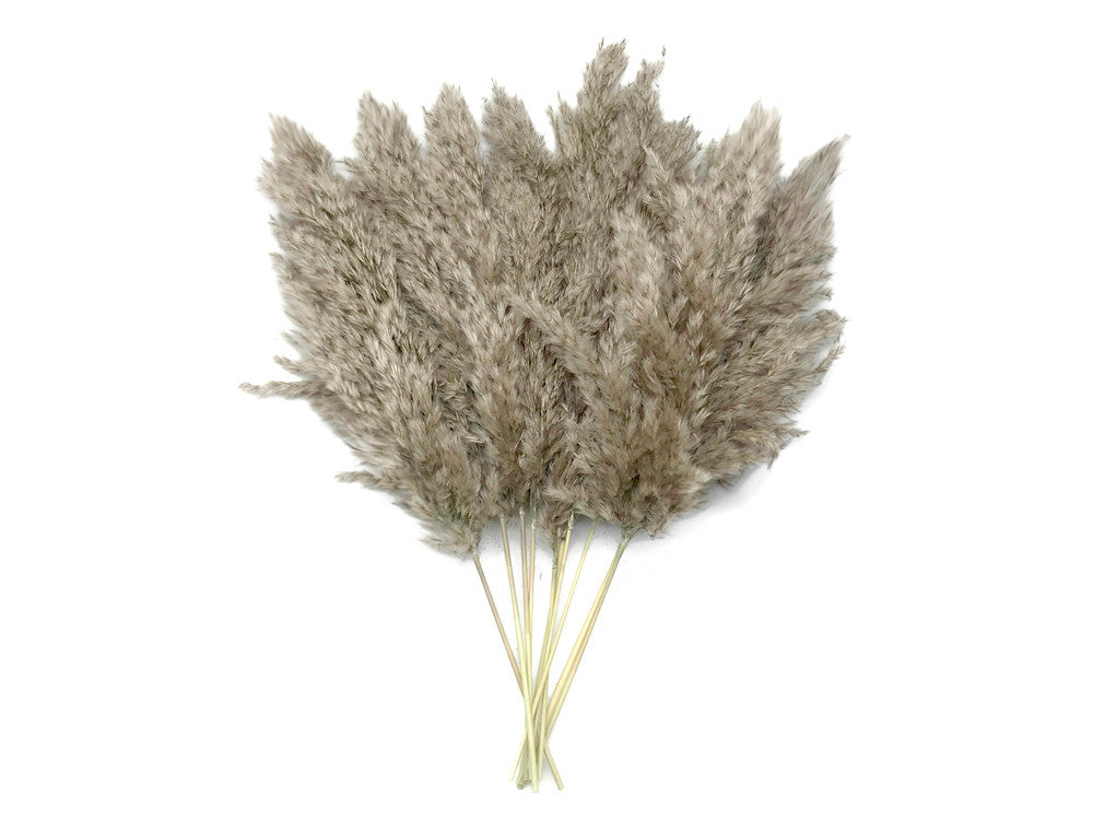 5 Pieces - 20-24" Natural Ivory Preserved Dried Plume Reed Grass