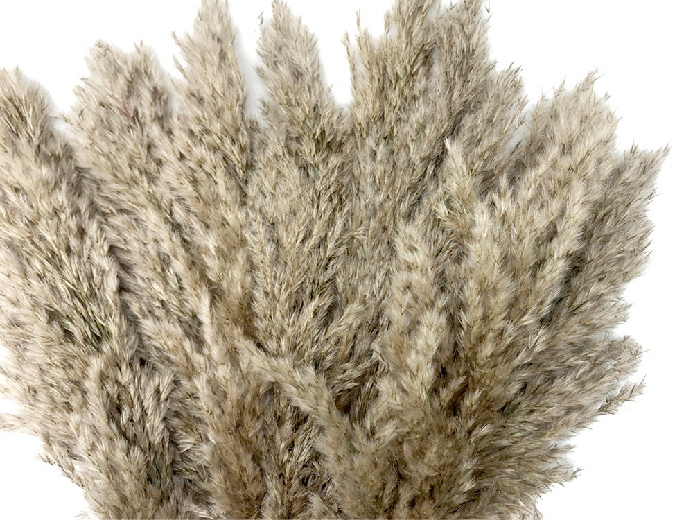 5 Pieces - 20-24" Natural Ivory Preserved Dried Plume Reed Grass