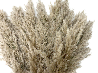 5 Pieces - 20-24" Natural Ivory Preserved Dried Plume Reed Grass