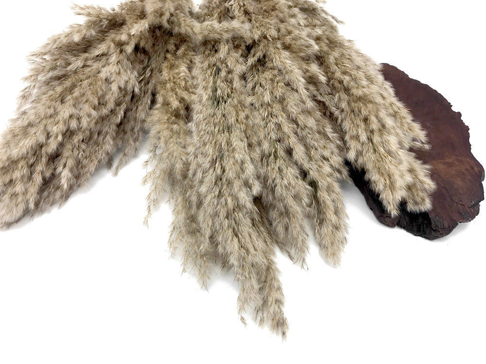 5 Pieces - 20-24" Natural Ivory Preserved Dried Plume Reed Grass