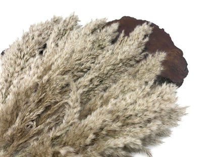 5 Pieces - 20-24" Natural Ivory Preserved Dried Plume Reed Grass