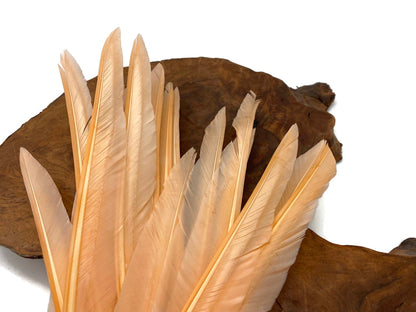 A quarter pound - Champagne Pointer Primary Wing Accent Feathers for Wedding Backdrops & Arches