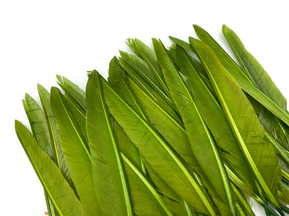 A quarter pound - Green Olive Pointer Primary Accent Feathers for Wedding Backdrops & Arches