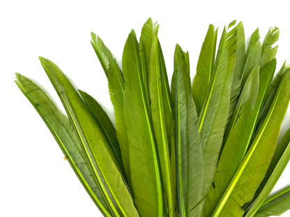A quarter pound - Green Olive Pointer Primary Accent Feathers for Wedding Backdrops & Arches