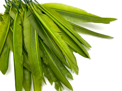 A quarter pound - Green Olive Pointer Primary Accent Feathers for Wedding Backdrops & Arches