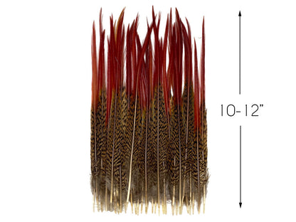 10 Pieces - 10-12" Natural Red Golden Pheasant Red Tip Loose Pointy Feathers