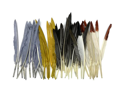 A quarter pound - Brown Pointer Primary Wing Accent Feathers for Wedding Backdrops & Arches