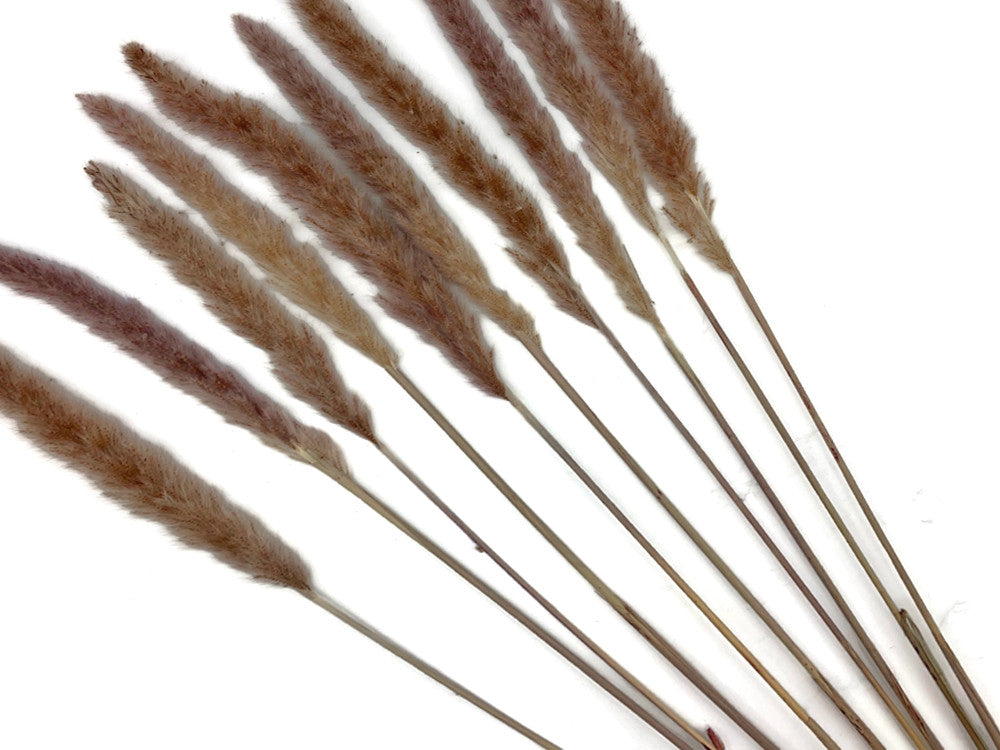 30 Pieces - 18-20" Natural Red Preserved Small Reed Pampas Grass Dried Botanical