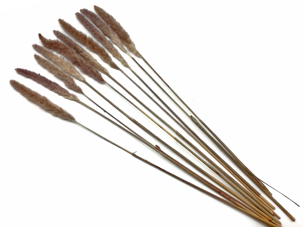 30 Pieces - 18-20" Natural Red Preserved Small Reed Pampas Grass Dried Botanical