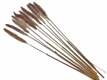 30 Pieces - 18-20" Natural Red Preserved Small Reed Pampas Grass Dried Botanical