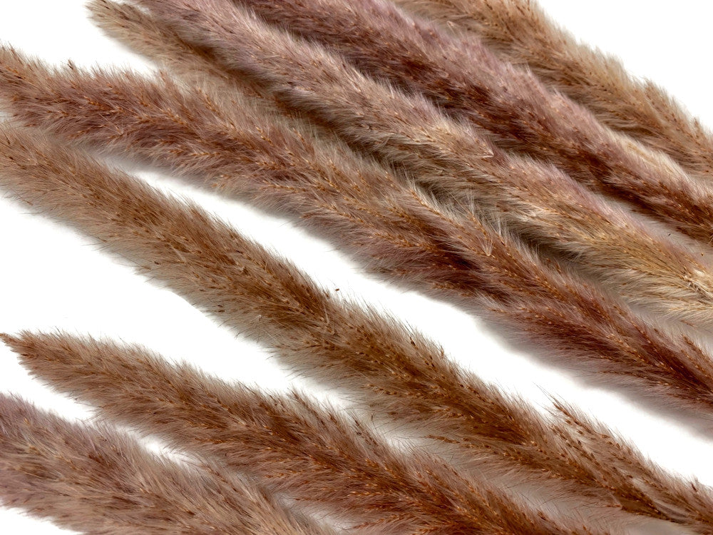 30 Pieces - 18-20" Natural Red Preserved Small Reed Pampas Grass Dried Botanical
