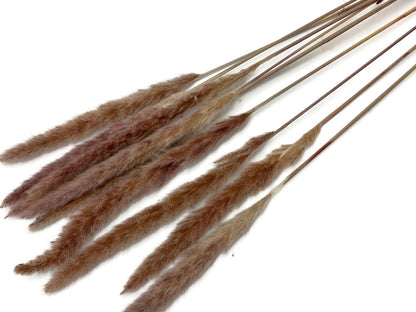 30 Pieces - 18-20" Natural Red Preserved Small Reed Pampas Grass Dried Botanical