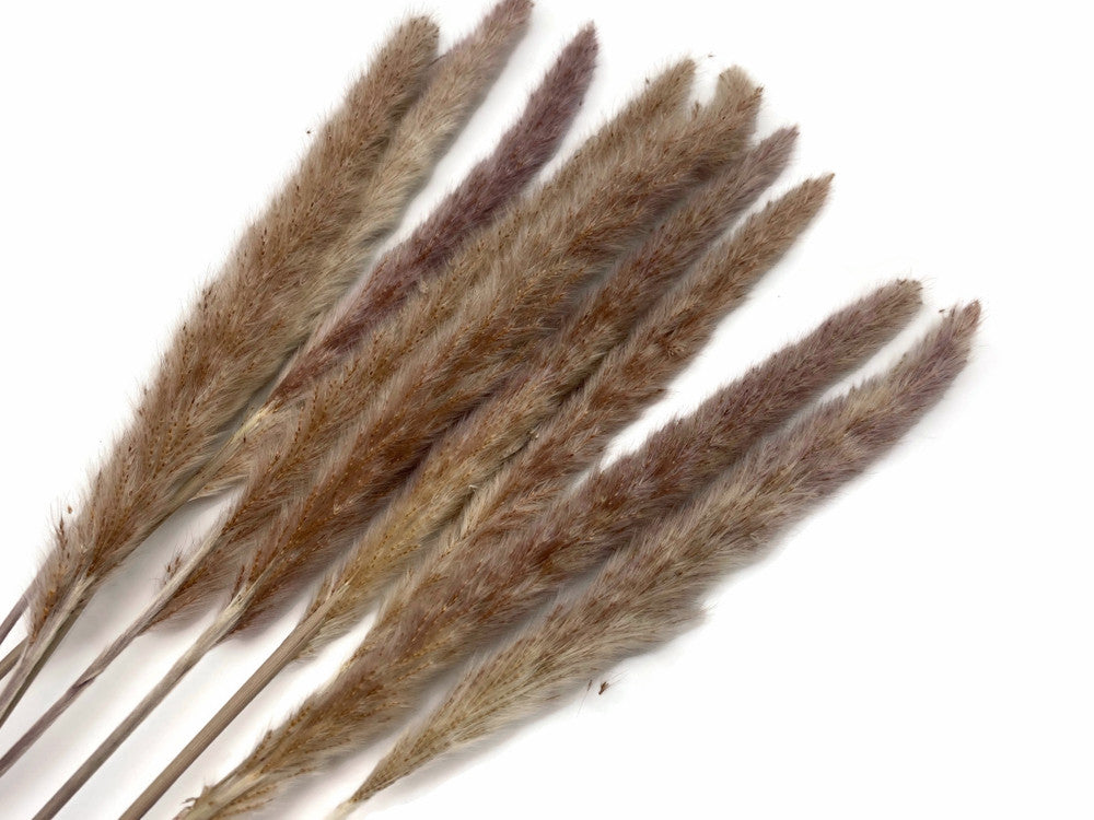 30 Pieces - 18-20" Natural Red Preserved Small Reed Pampas Grass Dried Botanical