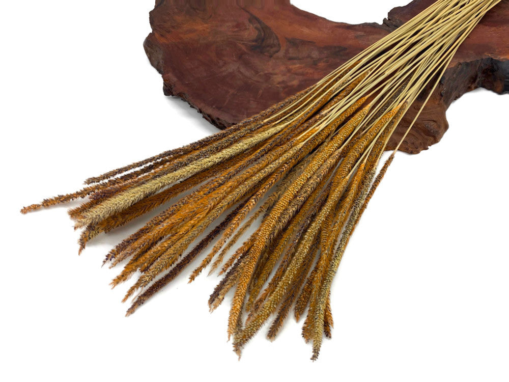 60 Pieces - 18-22" Natural Yellow Thousand Grass Reed Preserved Dried Botanical 