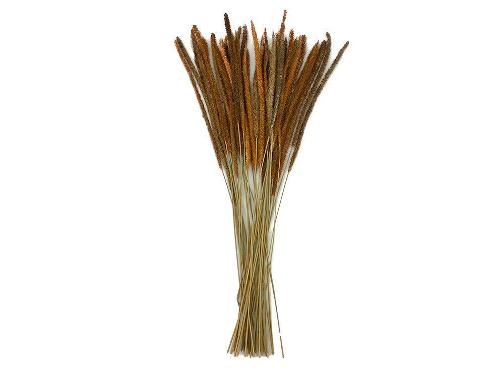 60 Pieces - 18-22" Natural Yellow Thousand Grass Reed Preserved Dried Botanical 