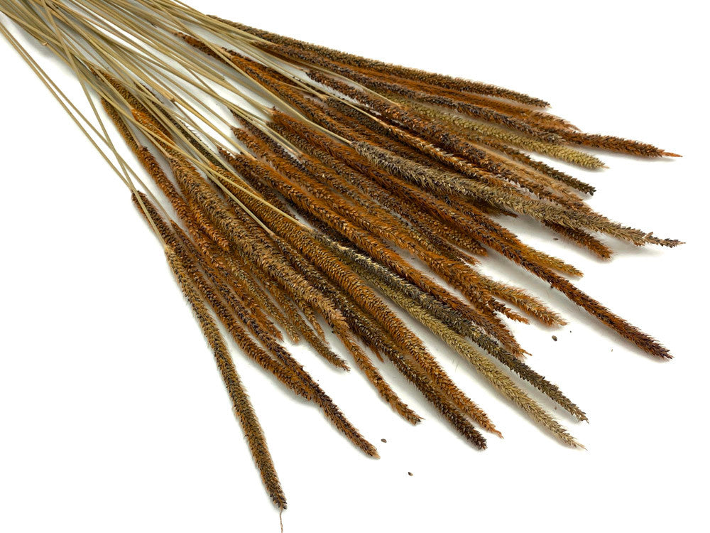 60 Pieces - 18-22" Natural Yellow Thousand Grass Reed Preserved Dried Botanical 