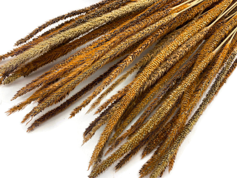 60 Pieces - 18-22" Natural Yellow Thousand Grass Reed Preserved Dried Botanical 