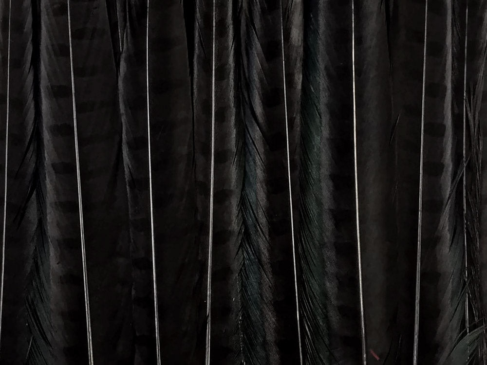 50 pieces - 18-22" Black Bleached Dyed Ringneck Accent Feathers for Wedding Backdrops & Arches