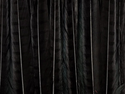 50 pieces - 18-22" Black Bleached Dyed Ringneck Accent Feathers for Wedding Backdrops & Arches