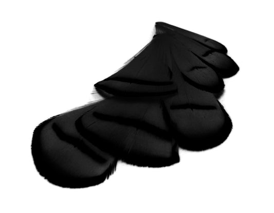 1 dozen - Black Dyed Lady Amherst Accent Feathers for Wedding Centerpieces