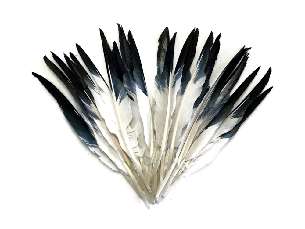 50 oz - Black Pack Tipped Primary Accent Feathers for Wedding Centerpieces