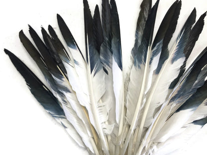 A quarter pound - Black Tipped Pointer Primary Accent Feathers for Wedding Backdrops & Arches