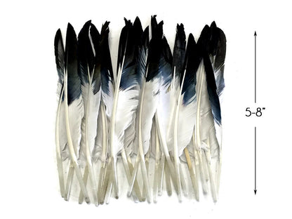 A quarter pound - Black Tipped Pointer Primary Accent Feathers for Wedding Backdrops & Arches