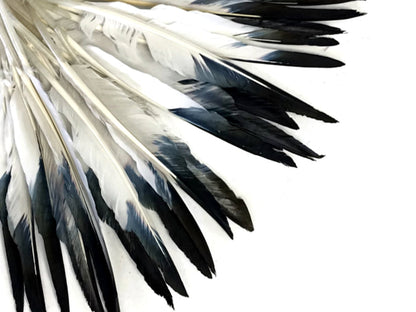 50 oz - Black Pack Tipped Primary Accent Feathers for Wedding Centerpieces