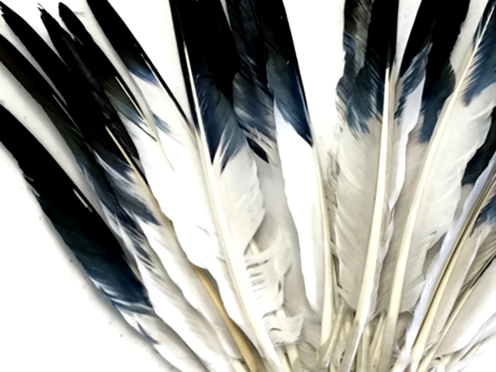 50 oz - Black Pack Tipped Primary Accent Feathers for Wedding Centerpieces